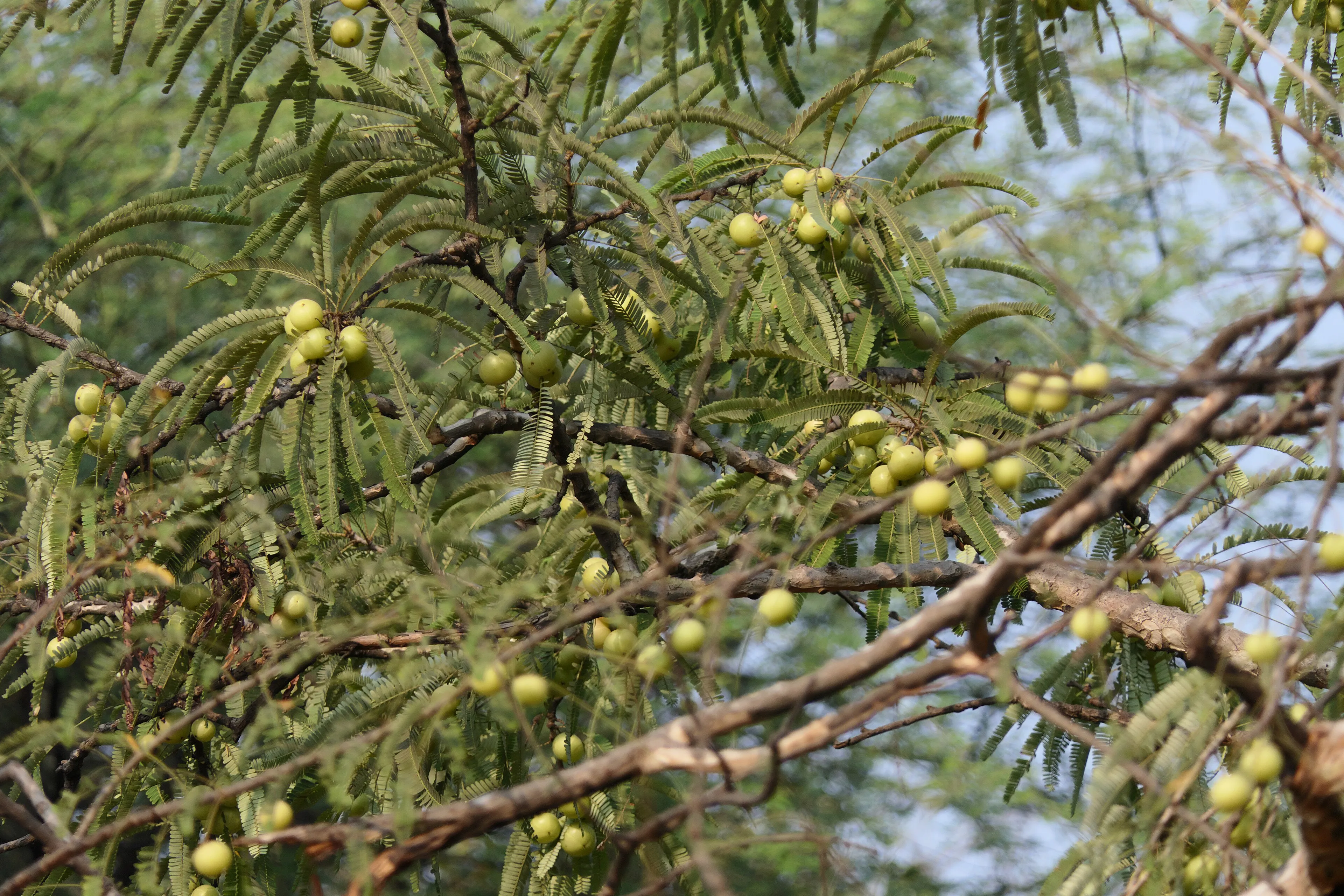 Amla — Phyllanthus emblica