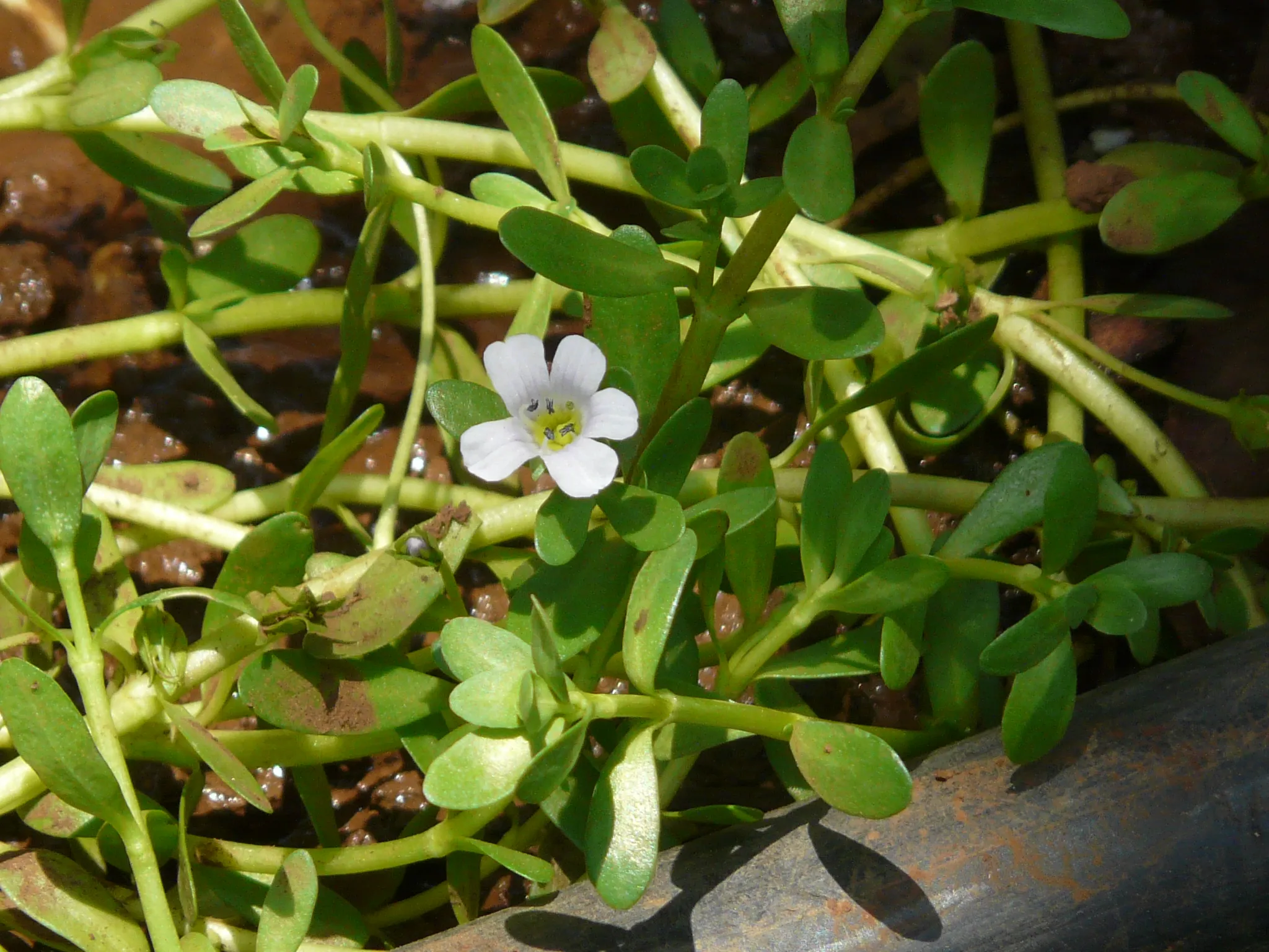 Brahmi — Bacopa monnieri
