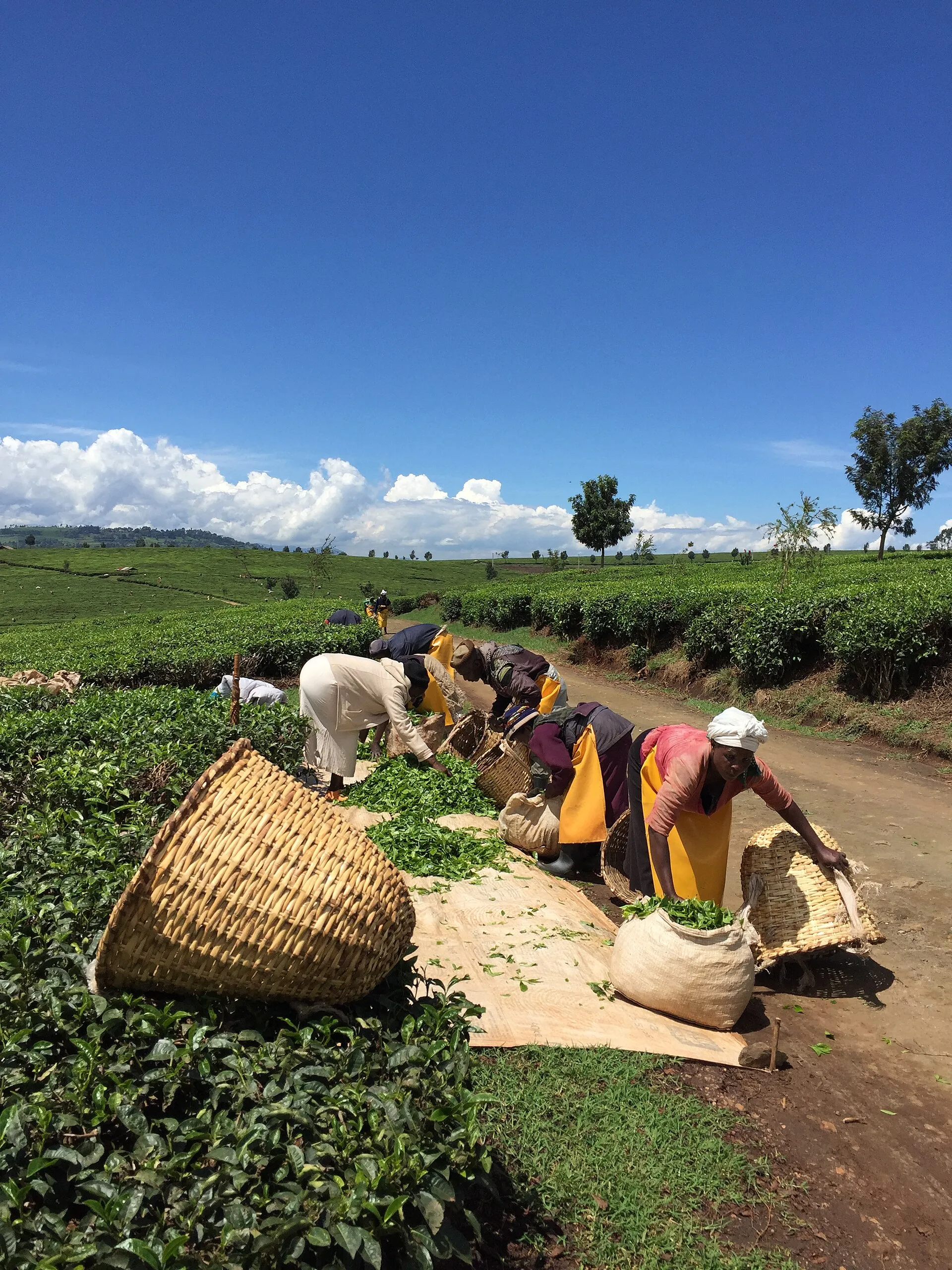 Freshly picked leaf being collected into baskets at a hillside plantation in Nandi Hills, Karnataka