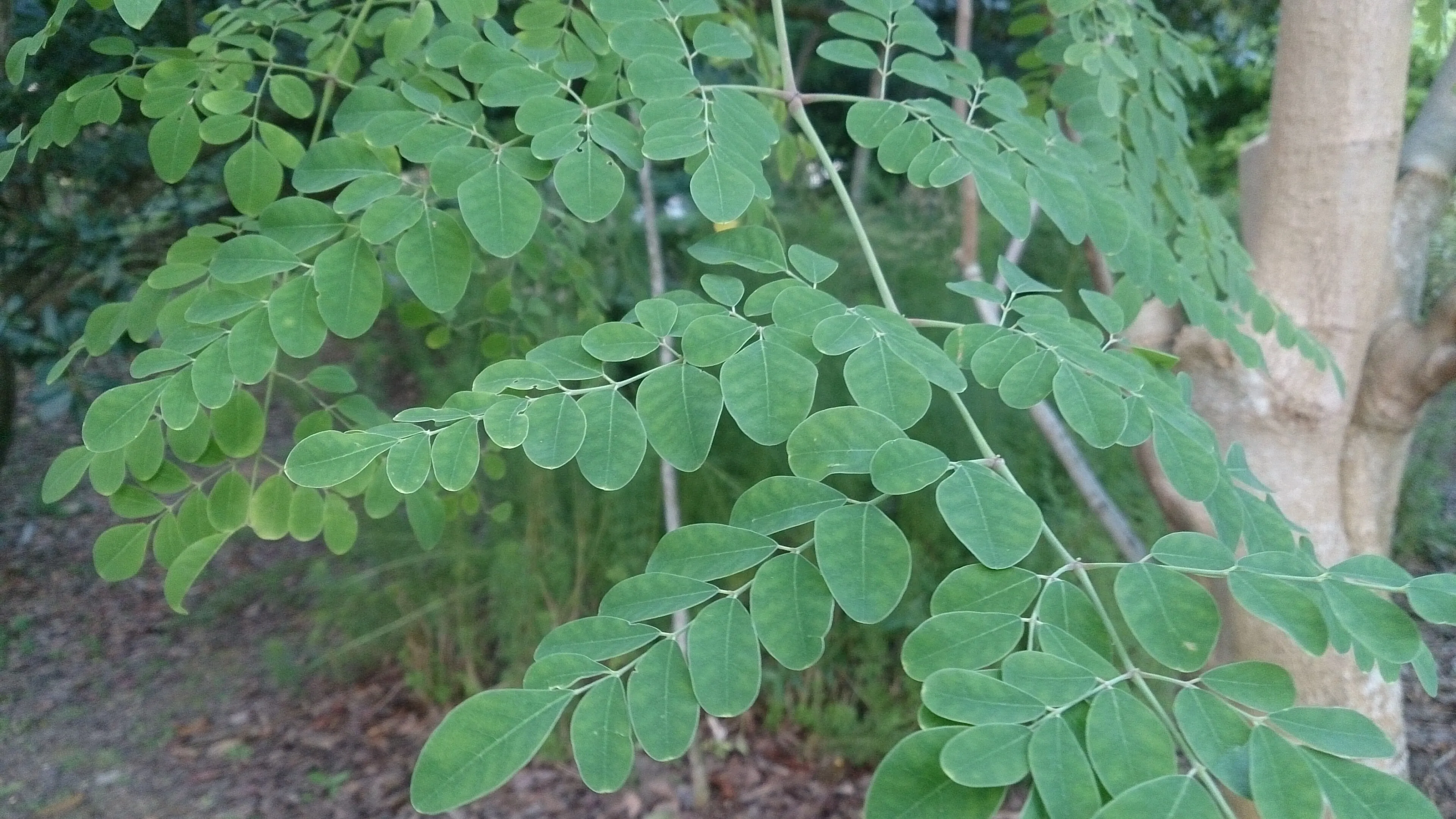 Moringa oleifera foliage on the branch