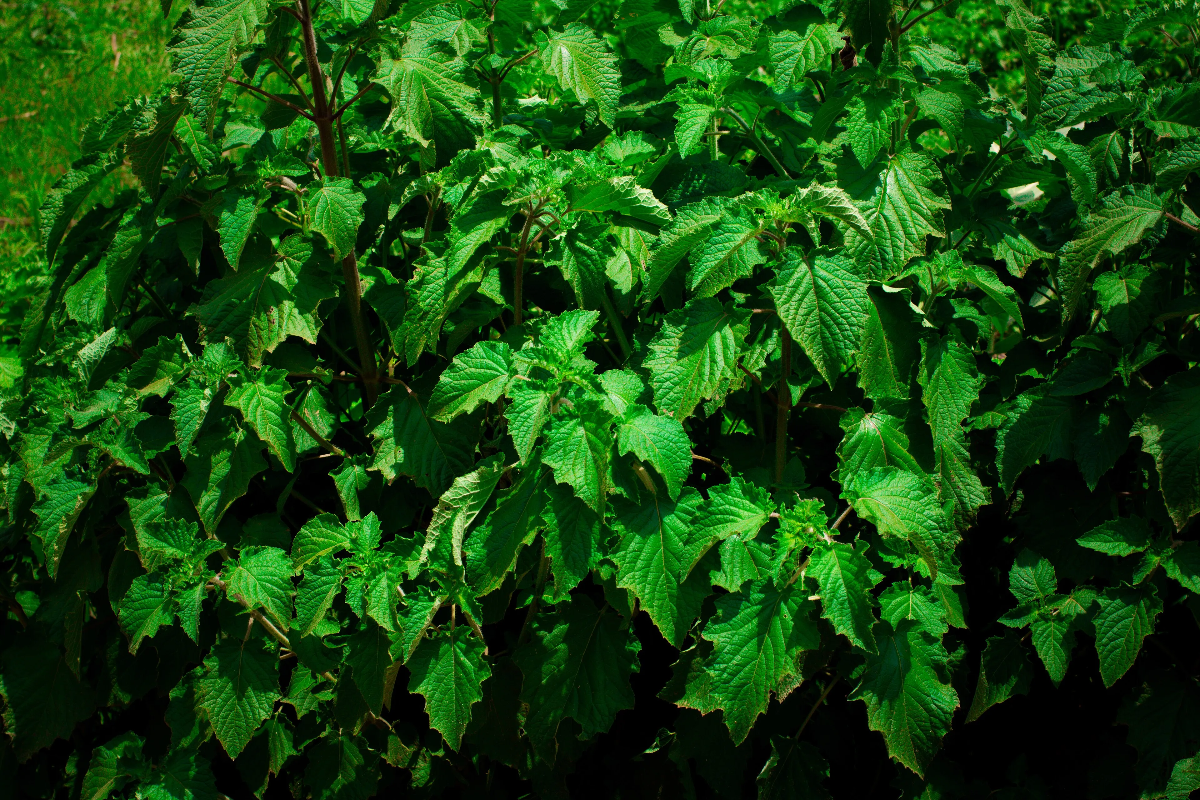 Neem — Azadirachta indica