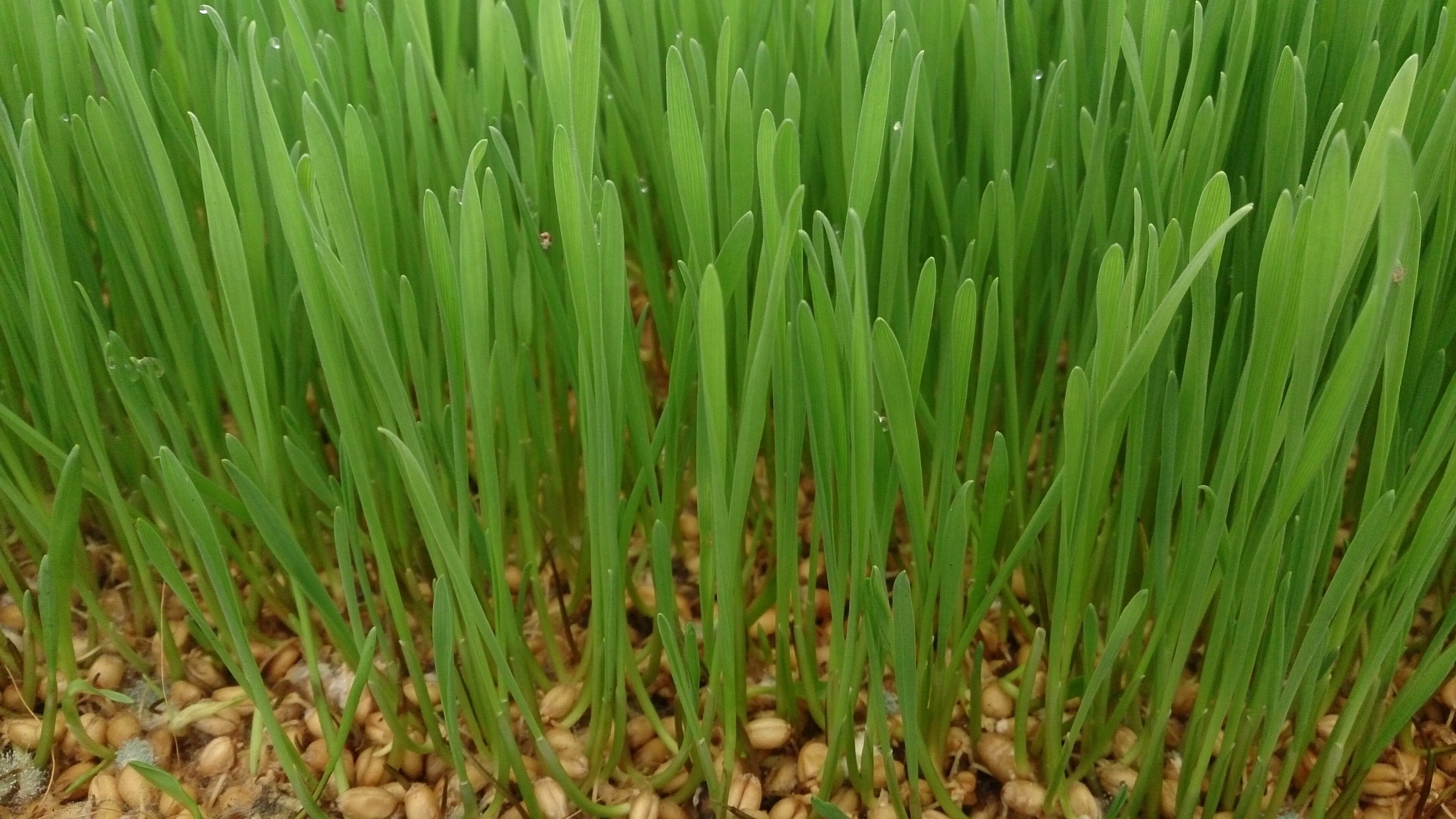 Wheatgrass — Triticum aestivum